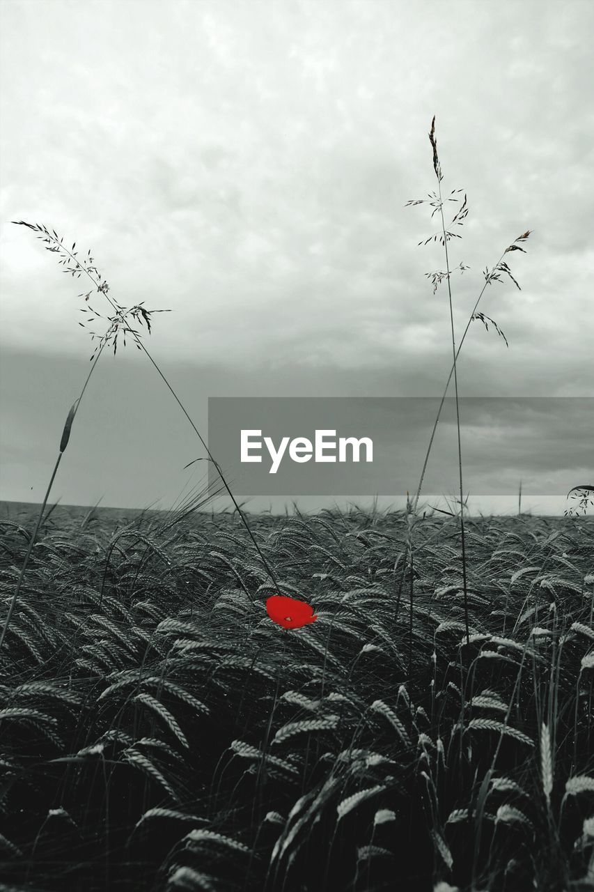 View of field against cloudy sky