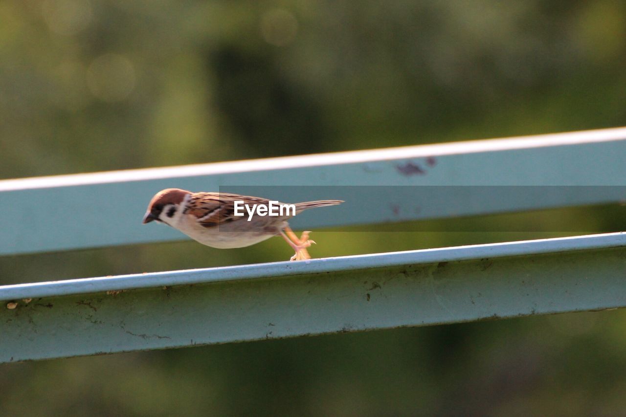 CLOSE-UP OF BIRD PERCHING ON WHITE BACKGROUND