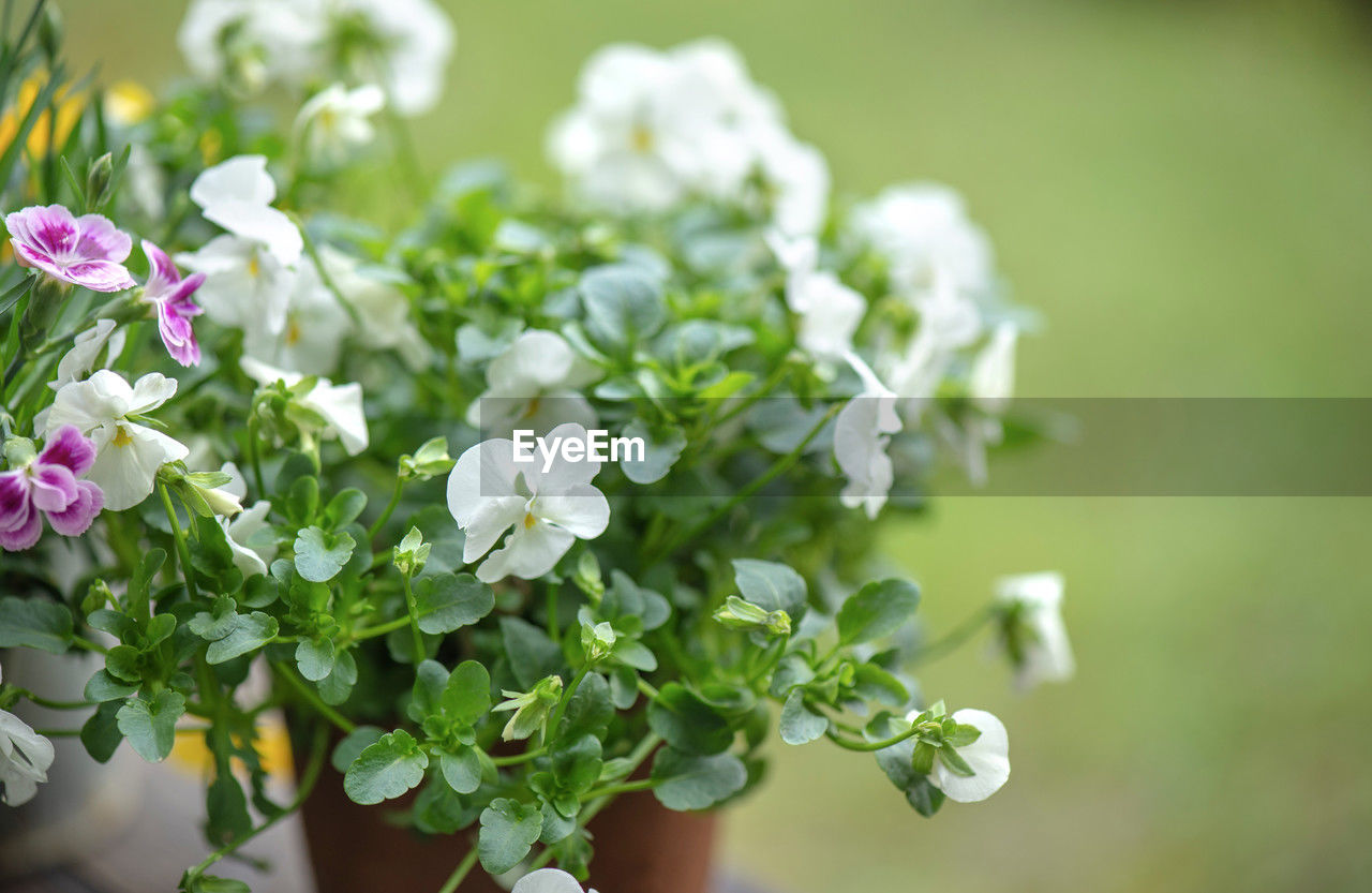Closeup up on pretty white viola flowers blooming on green background