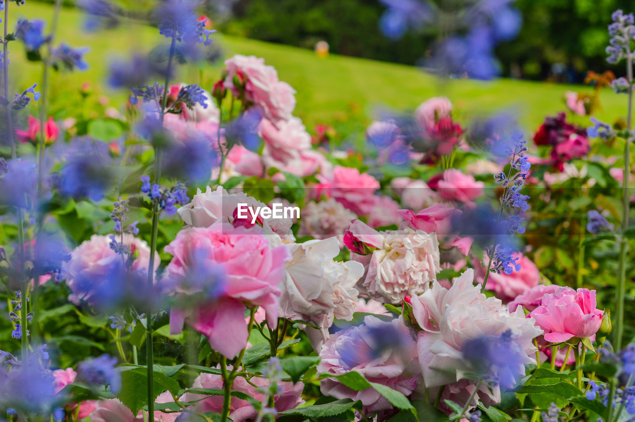 Close-up of pink flowering plants in park