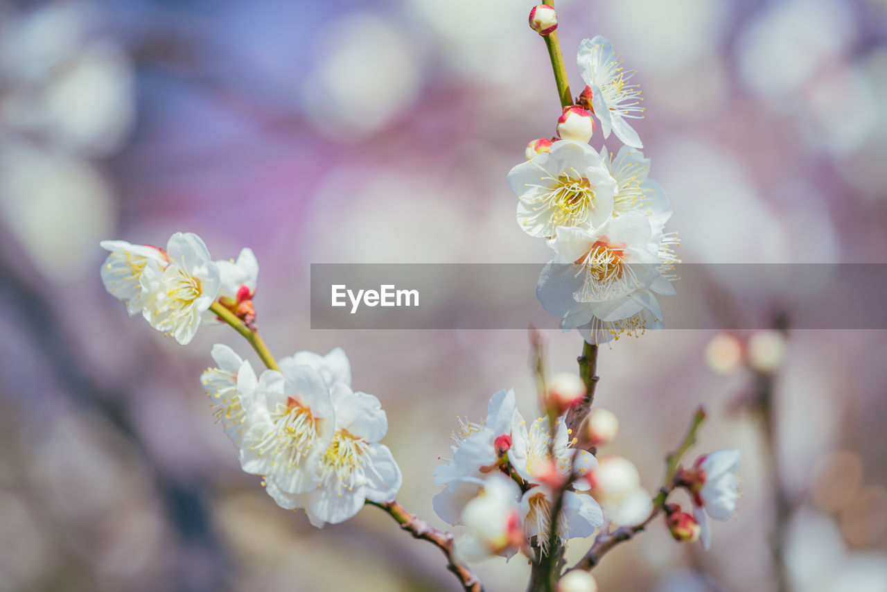 plant, flower, flowering plant, freshness, beauty in nature, blossom, springtime, tree, fragility, nature, growth, spring, close-up, branch, macro photography, focus on foreground, selective focus, outdoors, no people, cherry blossom, flower head, petal, twig, day, food and drink, food, inflorescence, white, pink, produce, tranquility, botany, fruit, defocused, sunlight, almond tree, fruit tree, almond, cherry tree, softness, backgrounds, cherry