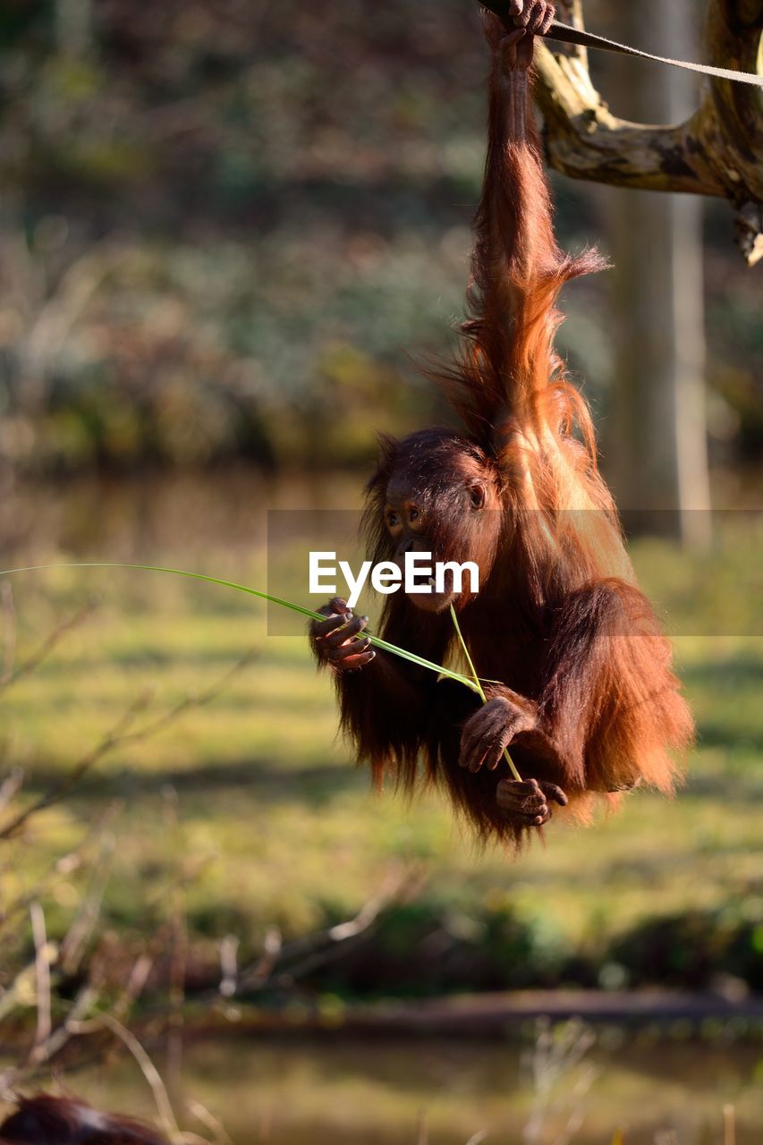 Close-up of orangutan hanging from tree