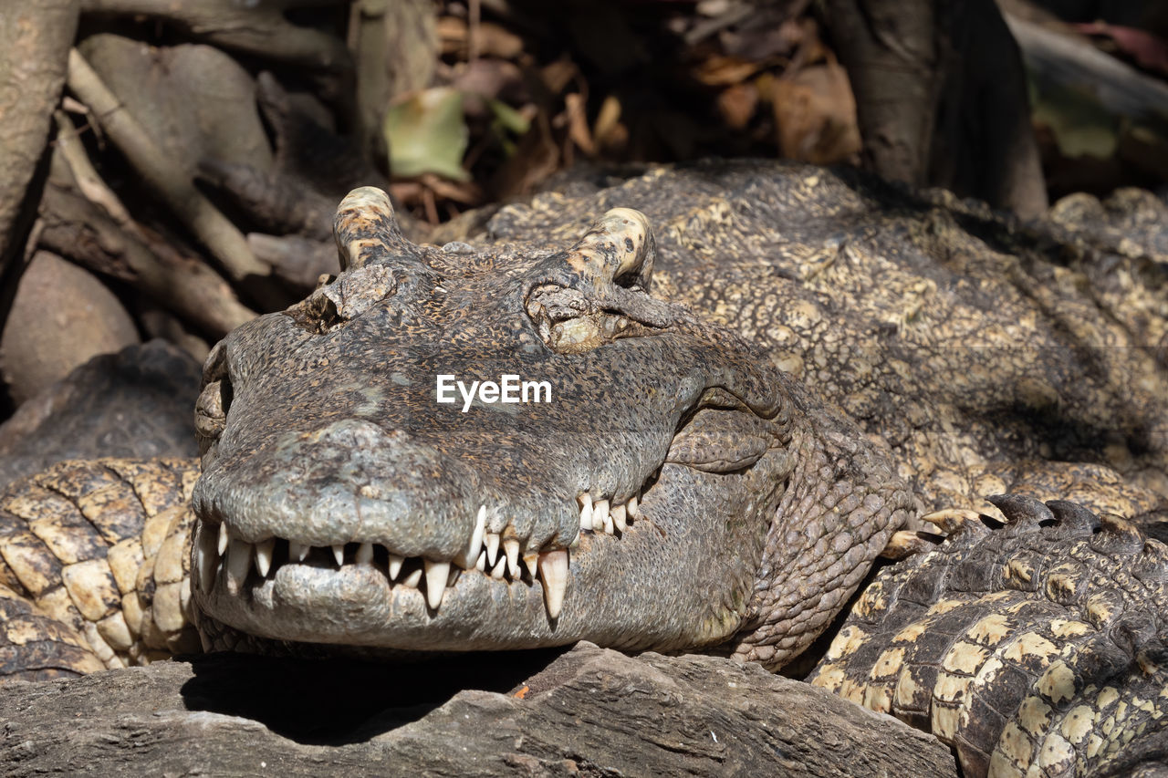 CLOSE-UP OF A REPTILE IN ZOO