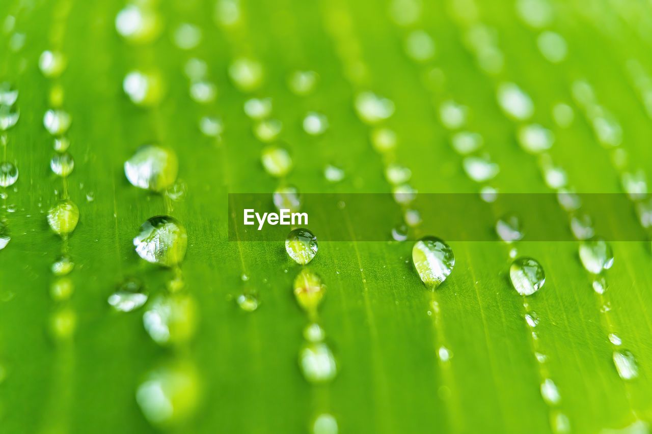 green, dew, moisture, grass, water, drop, nature, wet, close-up, backgrounds, macro photography, plant, no people, selective focus, leaf, freshness, plant part, environment, beauty in nature, macro, rain, environmental conservation, extreme close-up, full frame, outdoors, growth, pattern, purity, plant stem, petal, fragility, flower