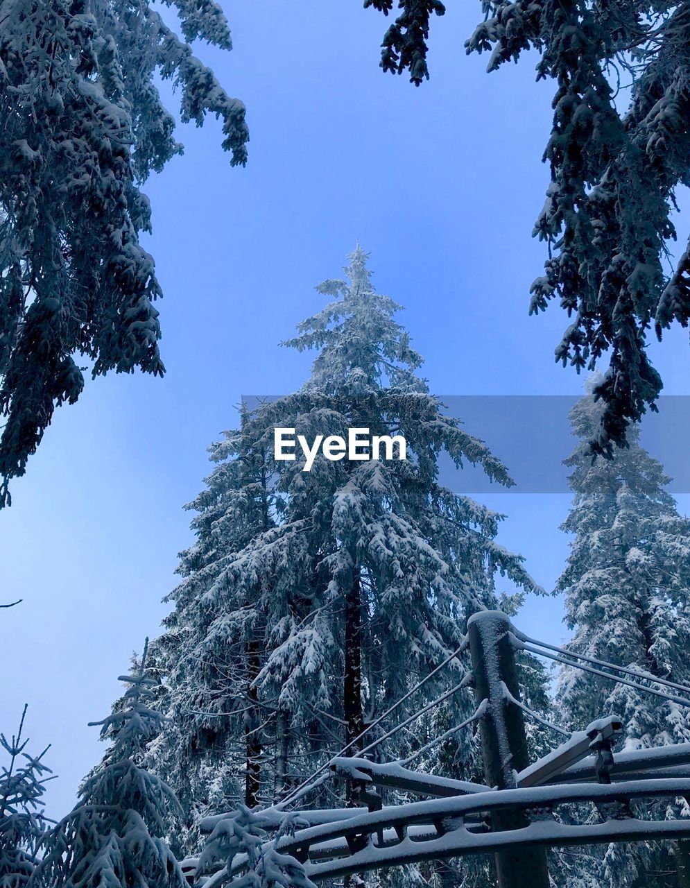 LOW ANGLE VIEW OF TREES AGAINST BLUE SKY