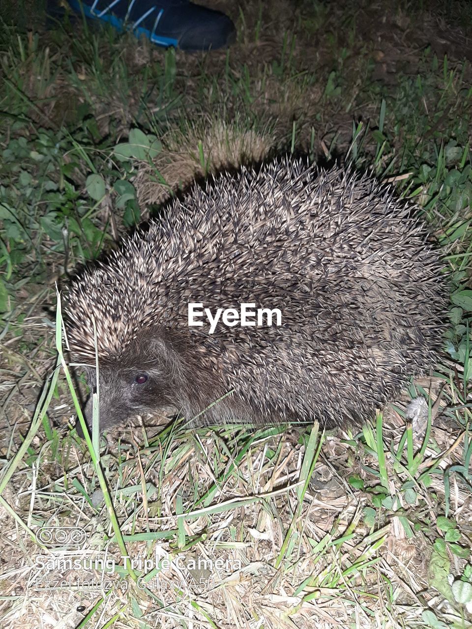 HIGH ANGLE VIEW OF ANIMAL ON FIELD