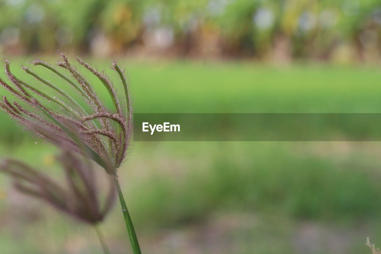 CLOSE-UP OF PLANT