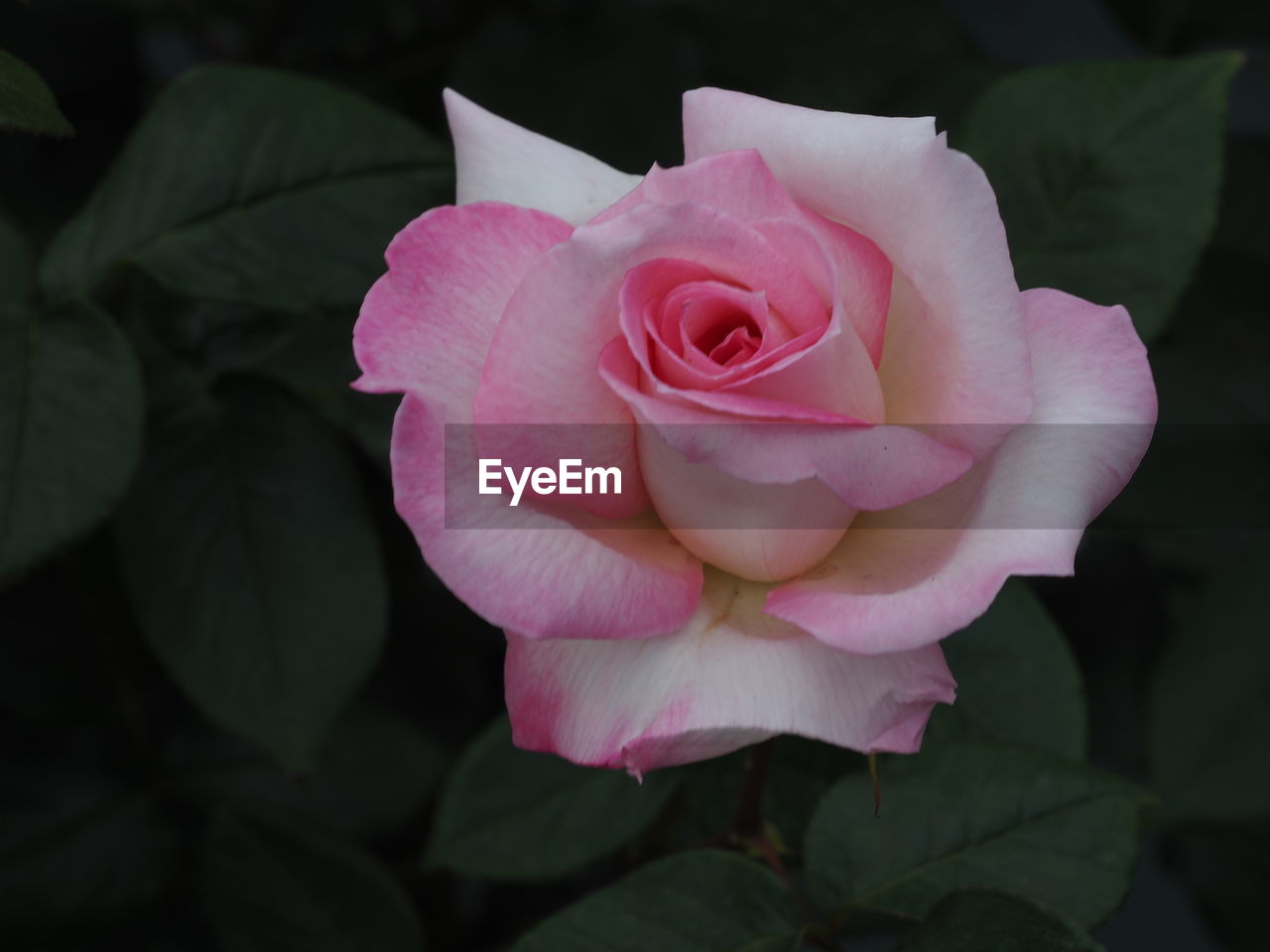 CLOSE-UP OF PINK ROSE WITH ROSES