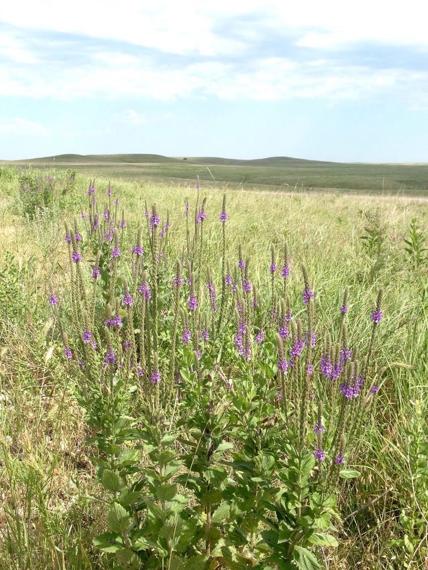 PLANTS GROWING ON FIELD AGAINST SKY