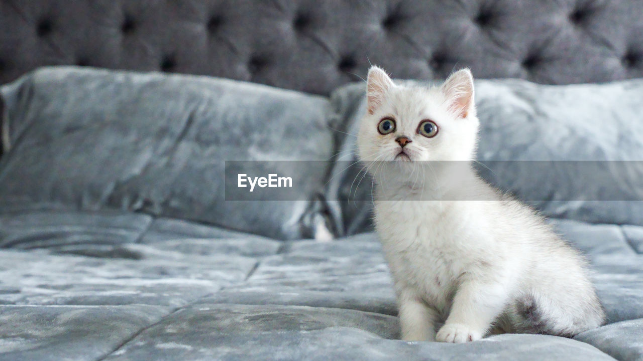 Fluffy white scottish kitten is sitting on bed