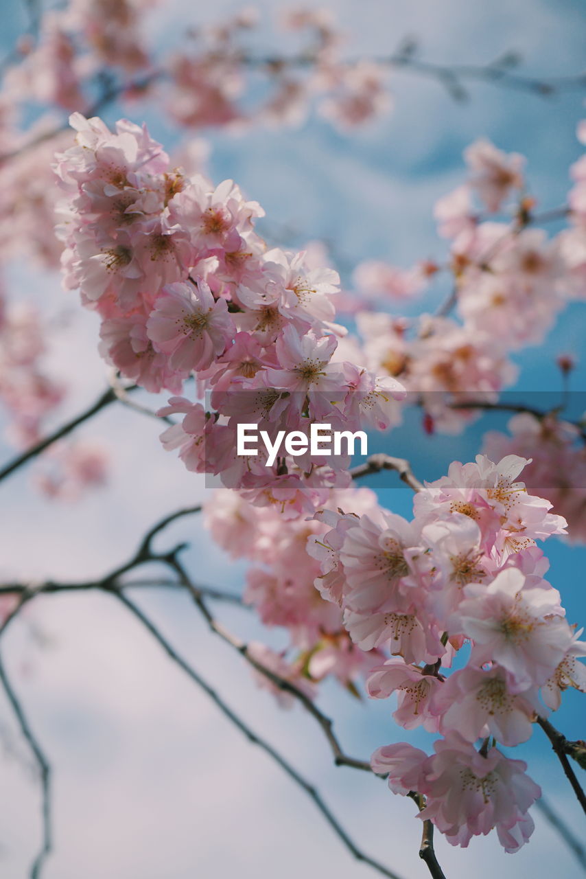 Close-up of cherry blossom