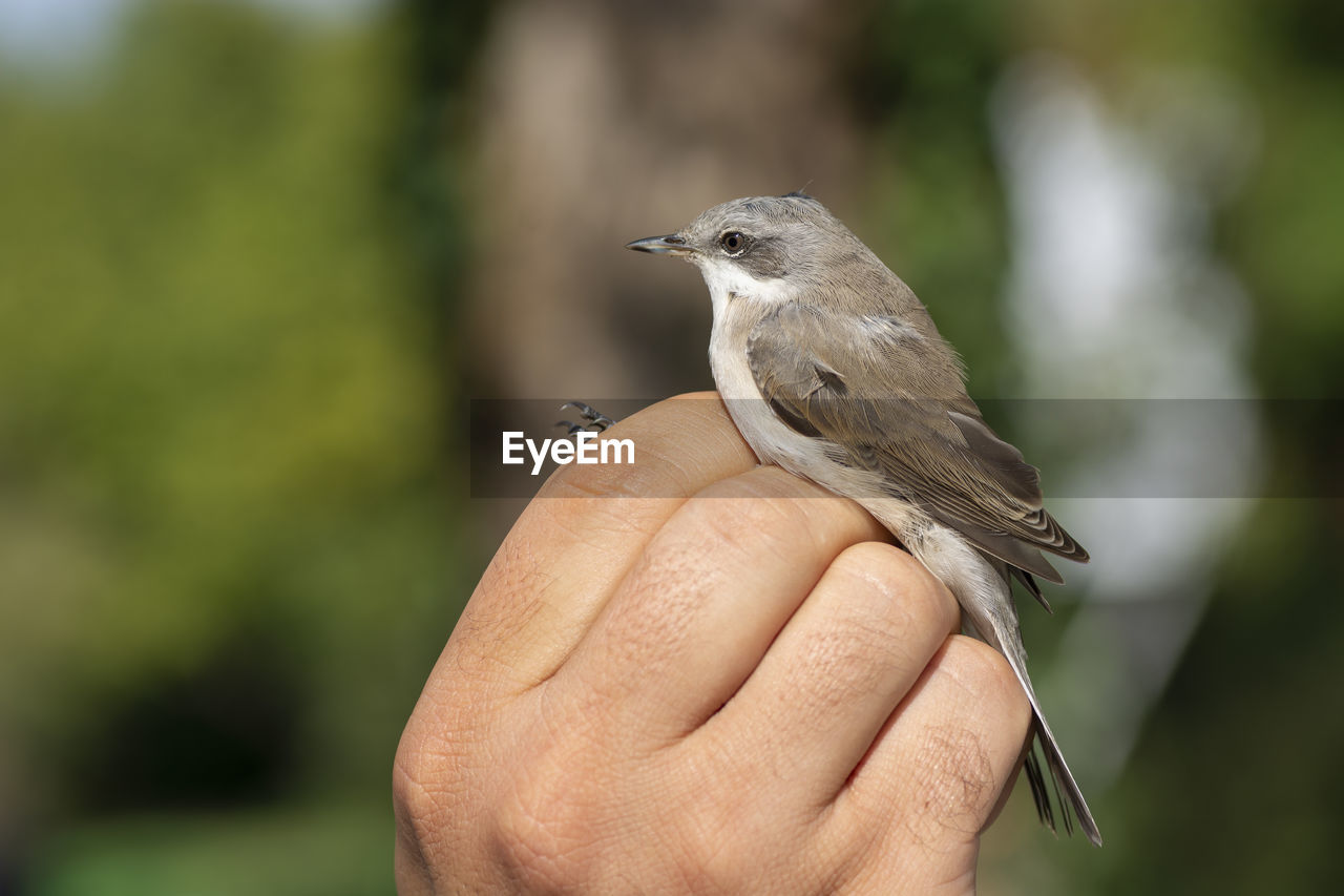 HAND FEEDING BIRD