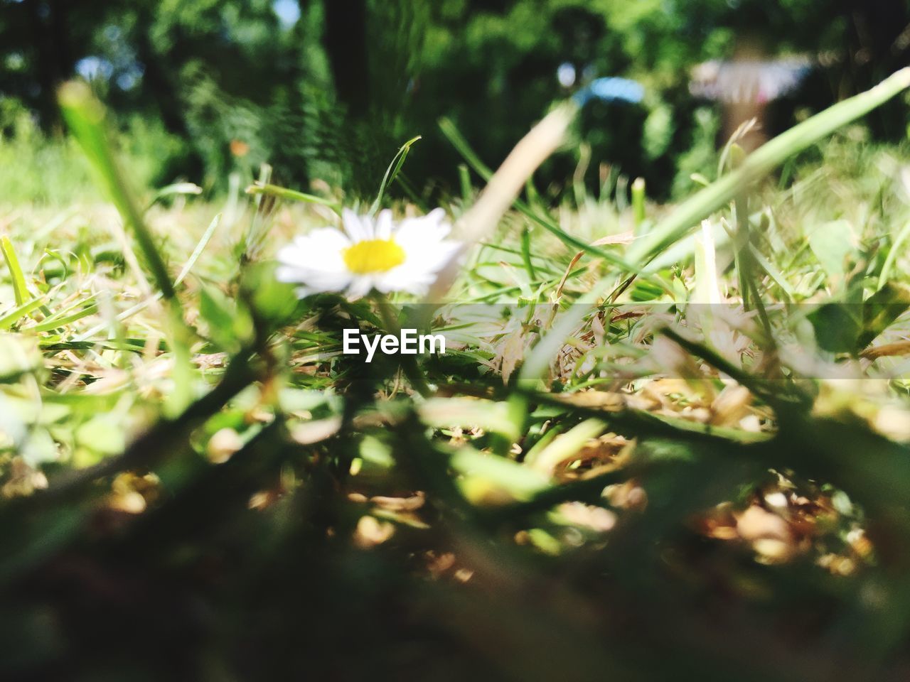 CLOSE-UP OF WHITE FLOWER