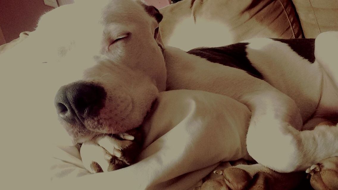 CLOSE-UP OF DOG SLEEPING