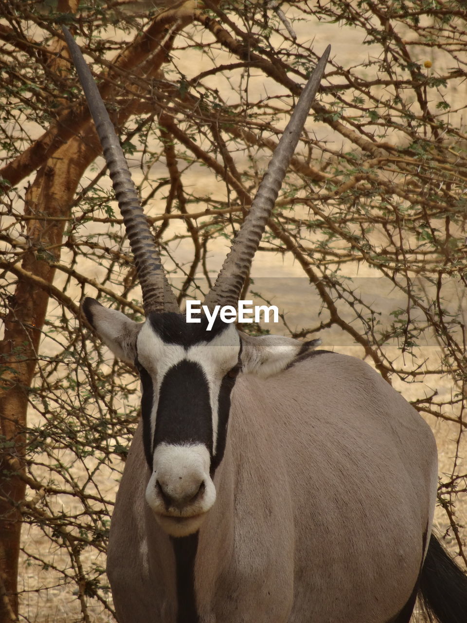 Portrait of horned mammal on land