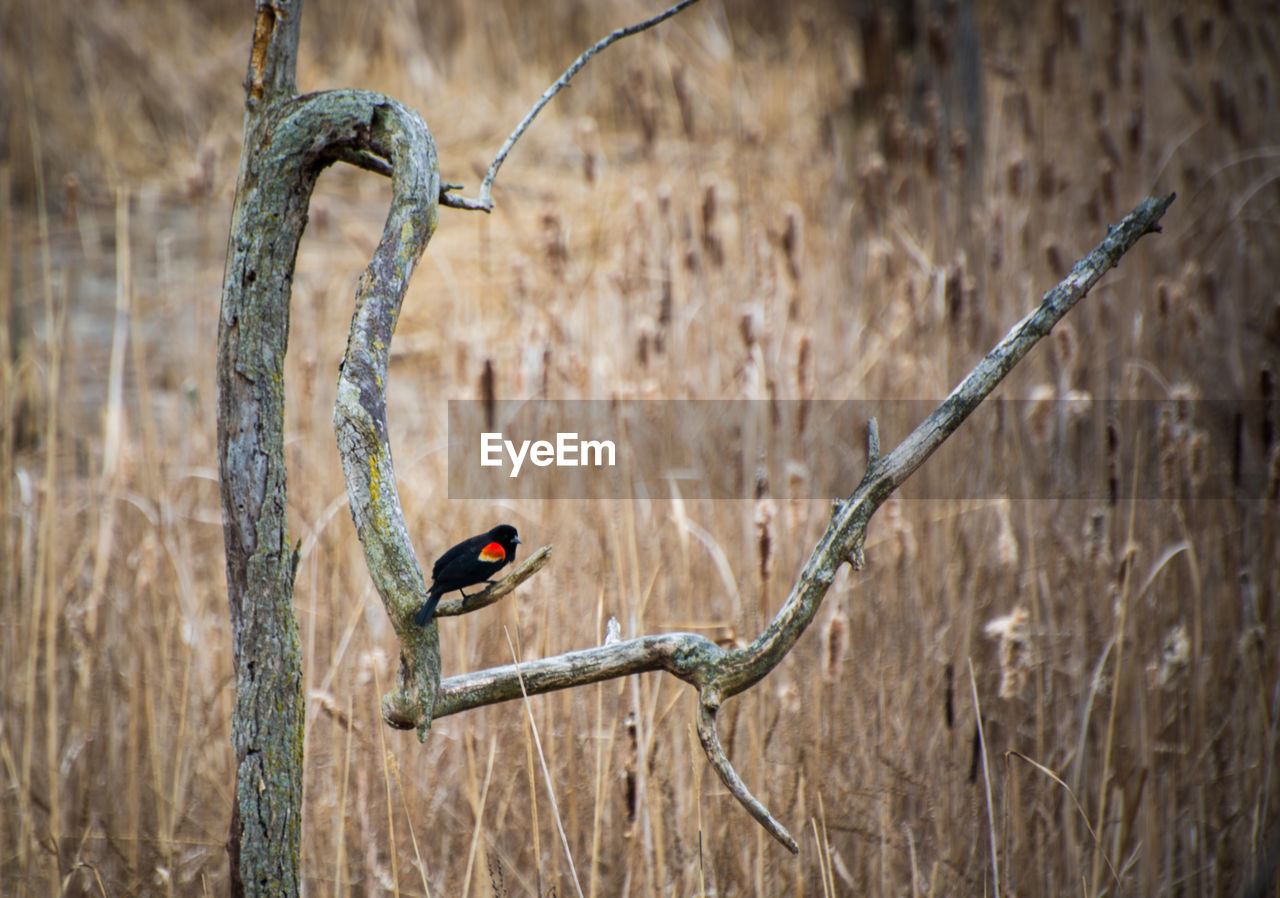 CLOSE-UP OF BIRD PERCHING ON BRANCH