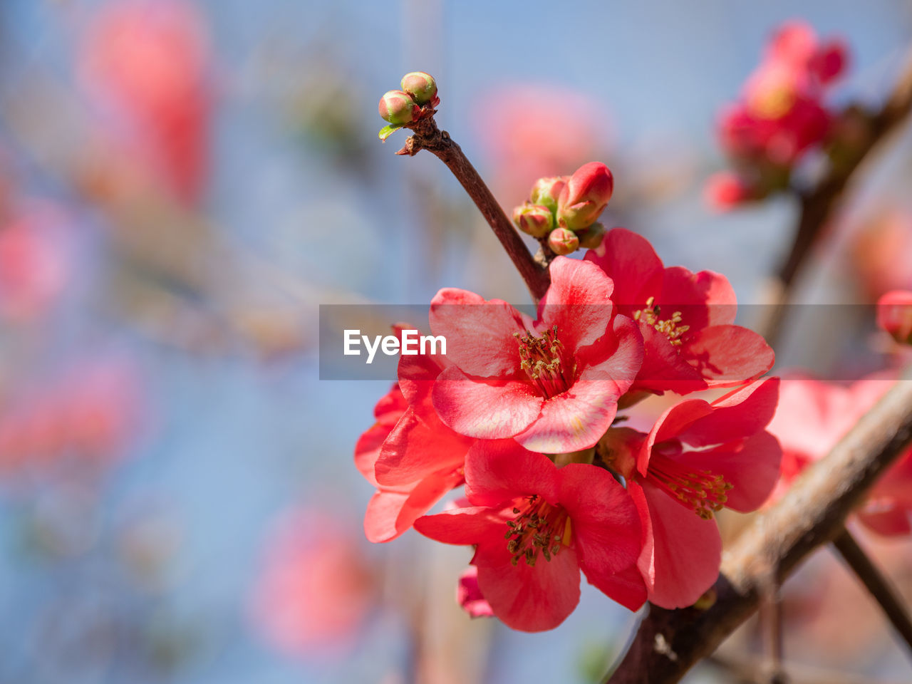 Blooming chaenomeles japonica, japanese quince or maule's quince. bright red flowers on blue sky. 