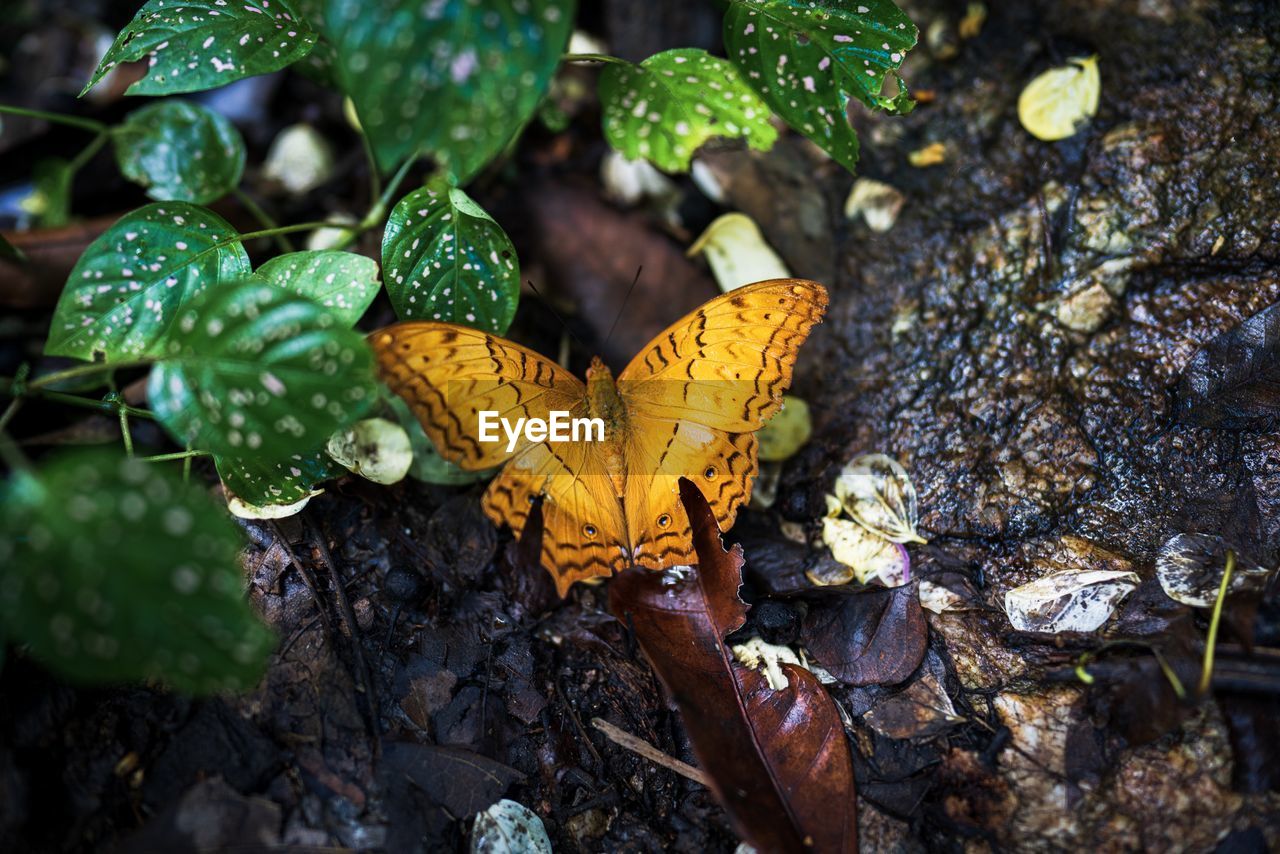 HIGH ANGLE VIEW OF BUTTERFLY ON YELLOW LEAVES