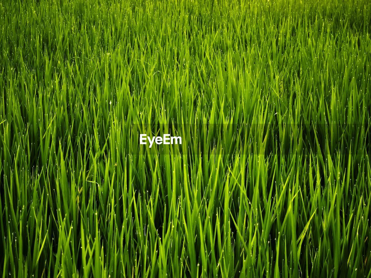 Full frame shot of wet grass growing on field