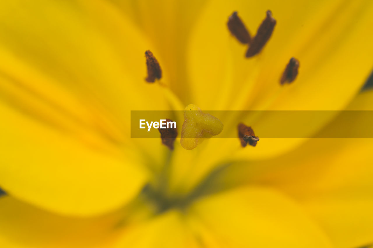 Macro shot of yellow flower