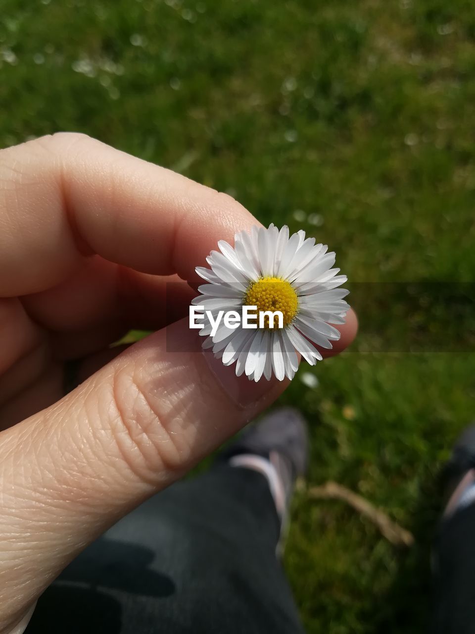 CLOSE-UP OF HAND HOLDING WHITE DAISY