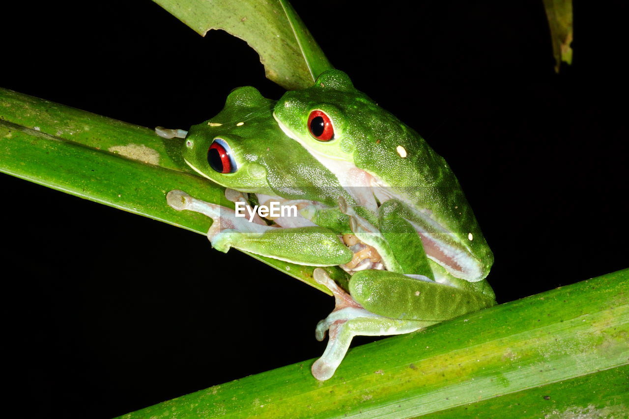 Close-up of frogs on leaf