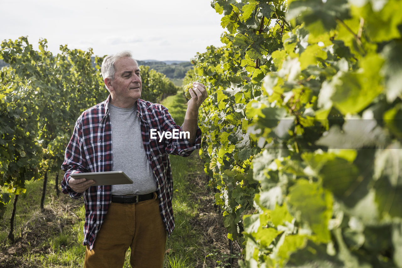 Senior man standing with tablet pc analyzing grape plant in vineyard