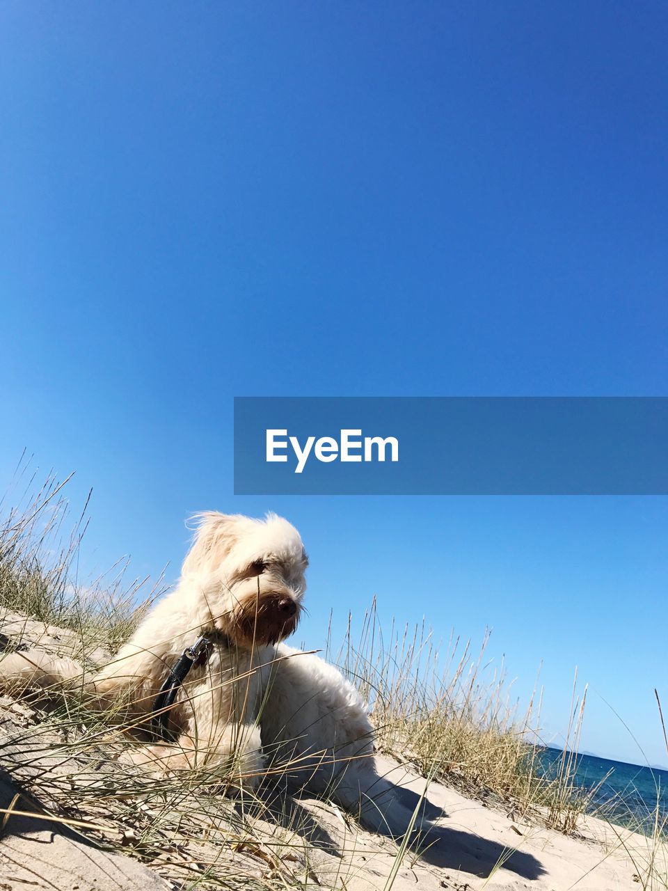 CLOSE-UP OF DOG ON BEACH