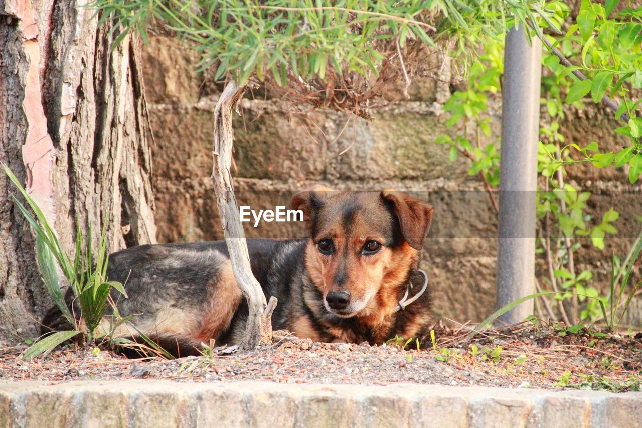 animal themes, mammal, animal, one animal, pet, dog, domestic animals, canine, portrait, looking at camera, no people, day, relaxation, nature, plant, outdoors, fence