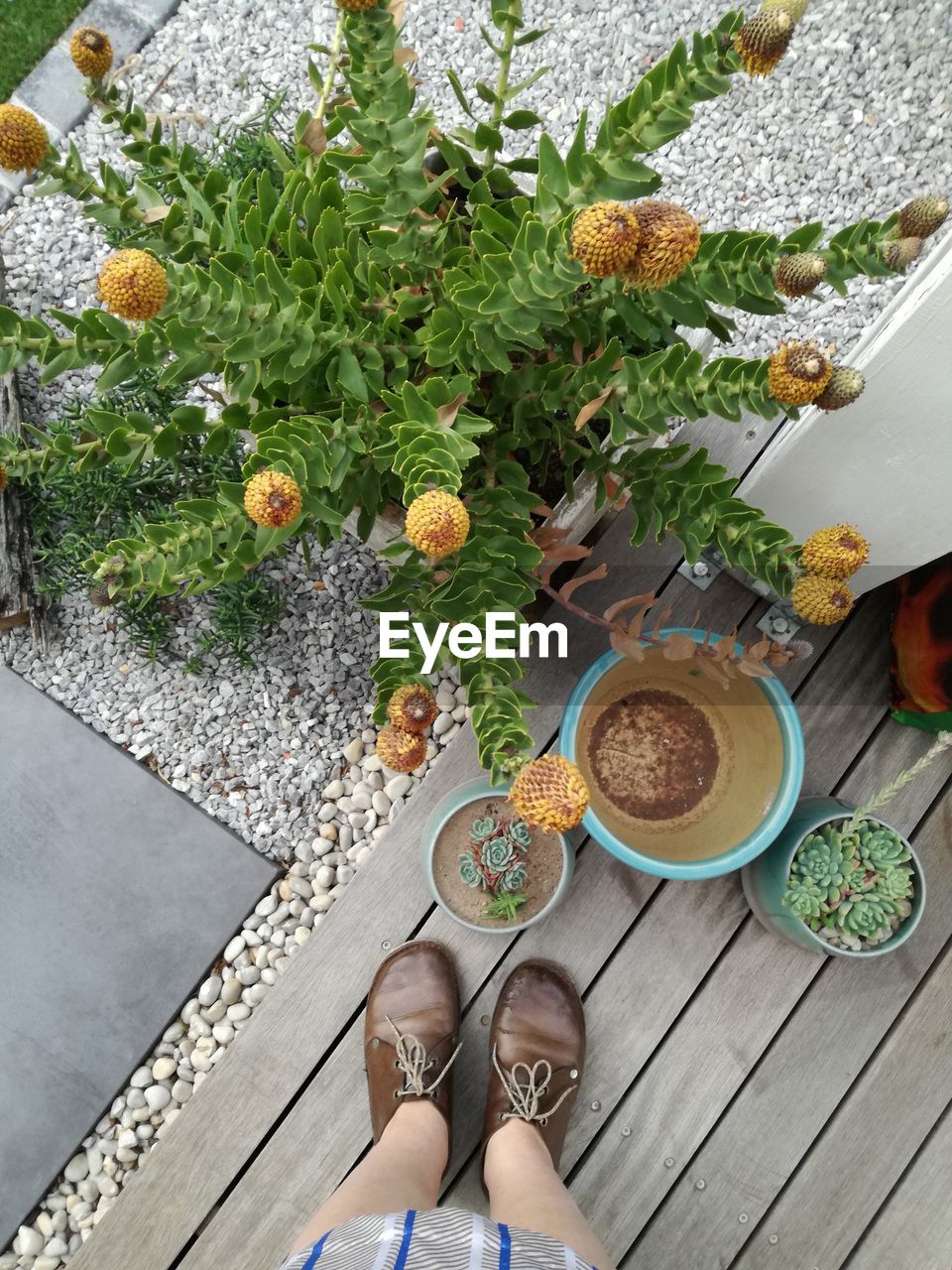 Low section of woman standing by plants