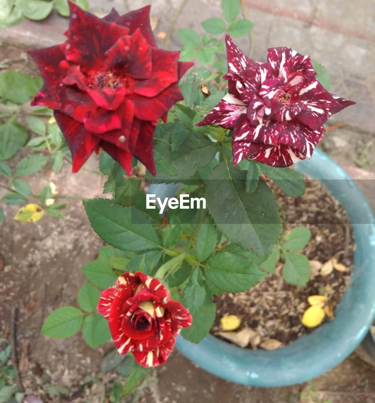 HIGH ANGLE VIEW OF RED ROSE ON FLOWER