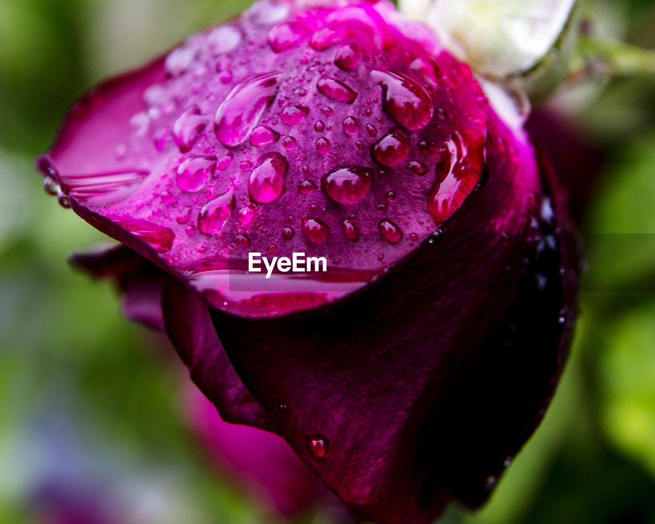 CLOSE-UP OF WET FLOWER