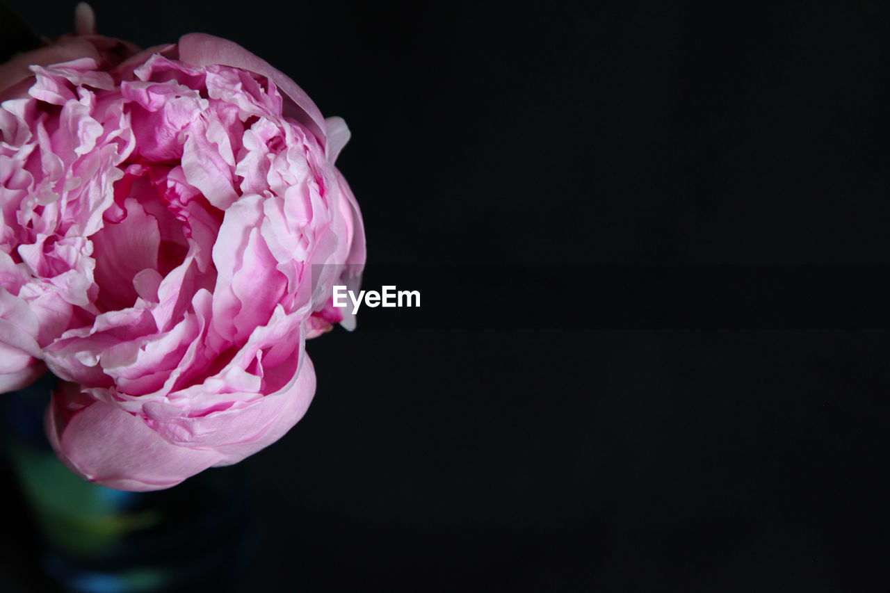 pink, flower, flowering plant, freshness, beauty in nature, petal, plant, black background, close-up, inflorescence, flower head, studio shot, copy space, fragility, macro photography, nature, indoors, rose, no people, purple, growth, cut out