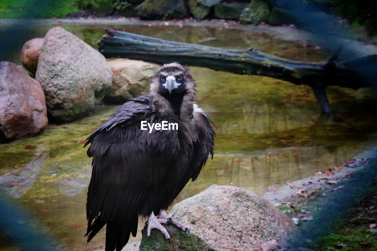 BLACK BIRD PERCHING ON ROCK