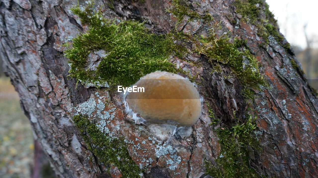 MOSS GROWING ON TREE TRUNK