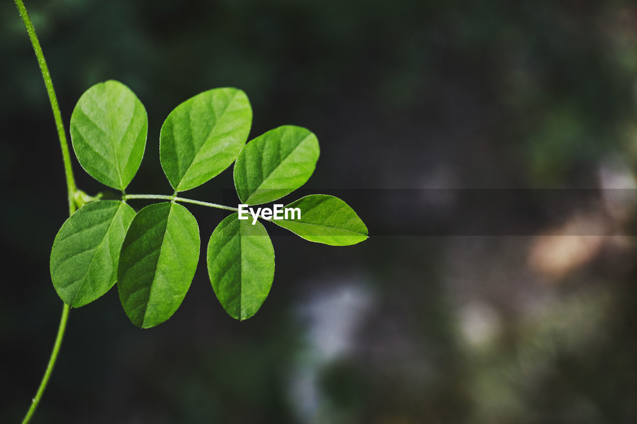 Close-up of green leaves