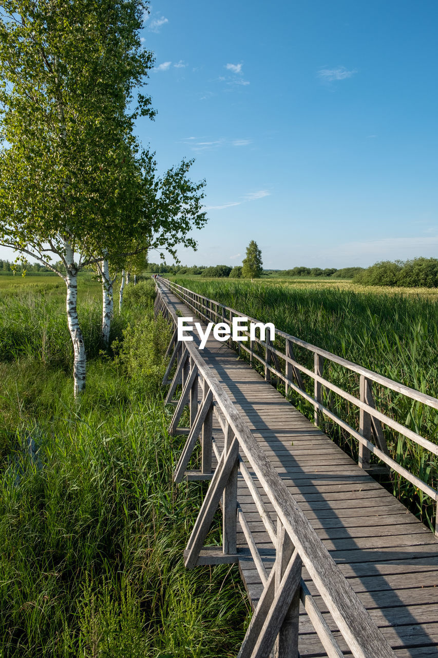 Wooden bridge on swamp against sky and birch trees
