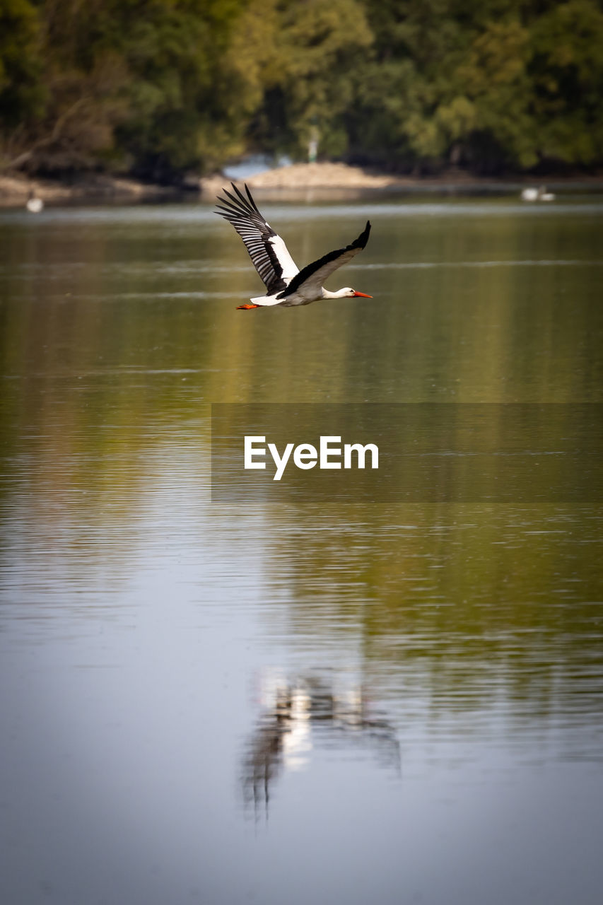 BIRD FLYING IN A LAKE