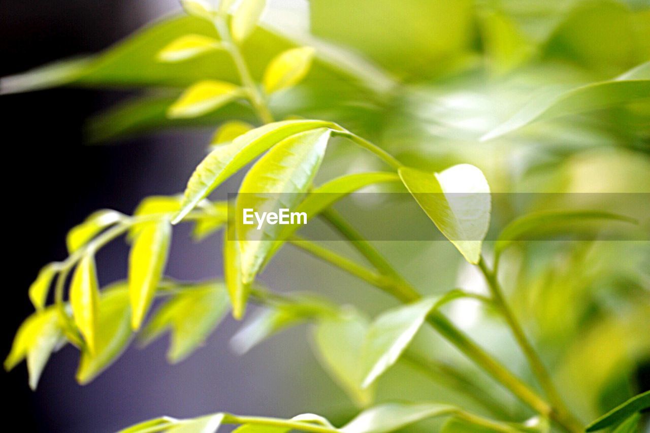 Close-up of fresh green plant