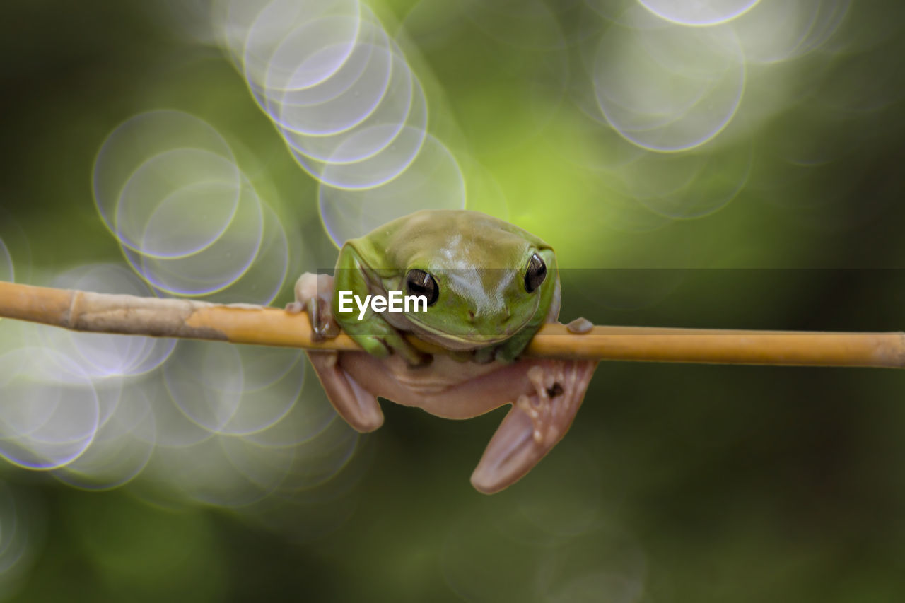 Close-up of frog on stick