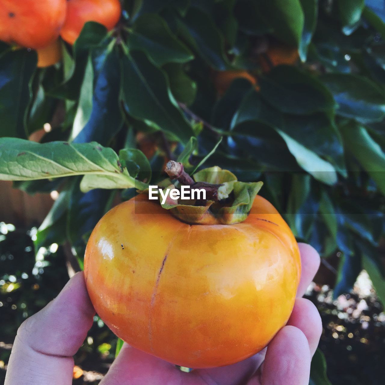 Cropped image of hand holding persimmon