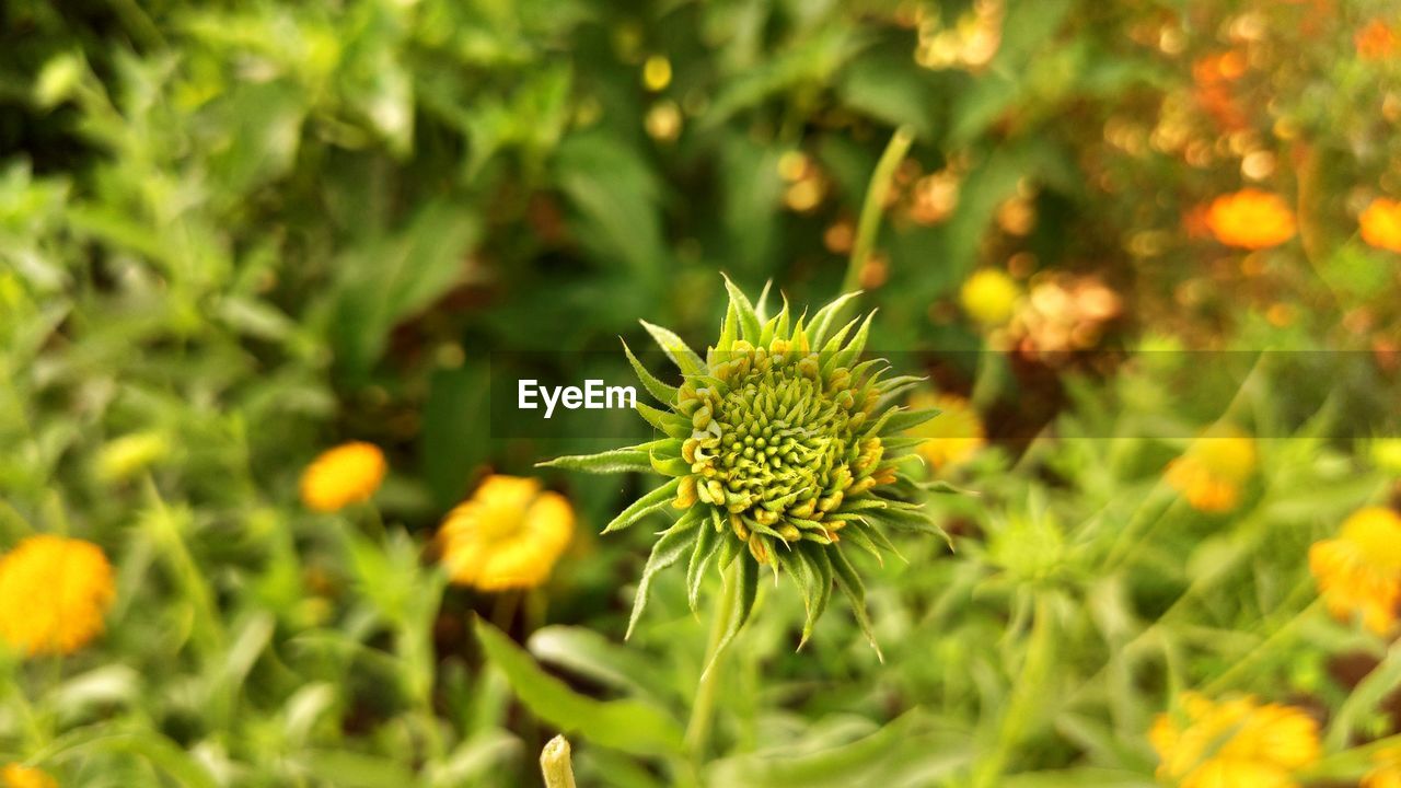 Close-up of yellow flowering plants on field