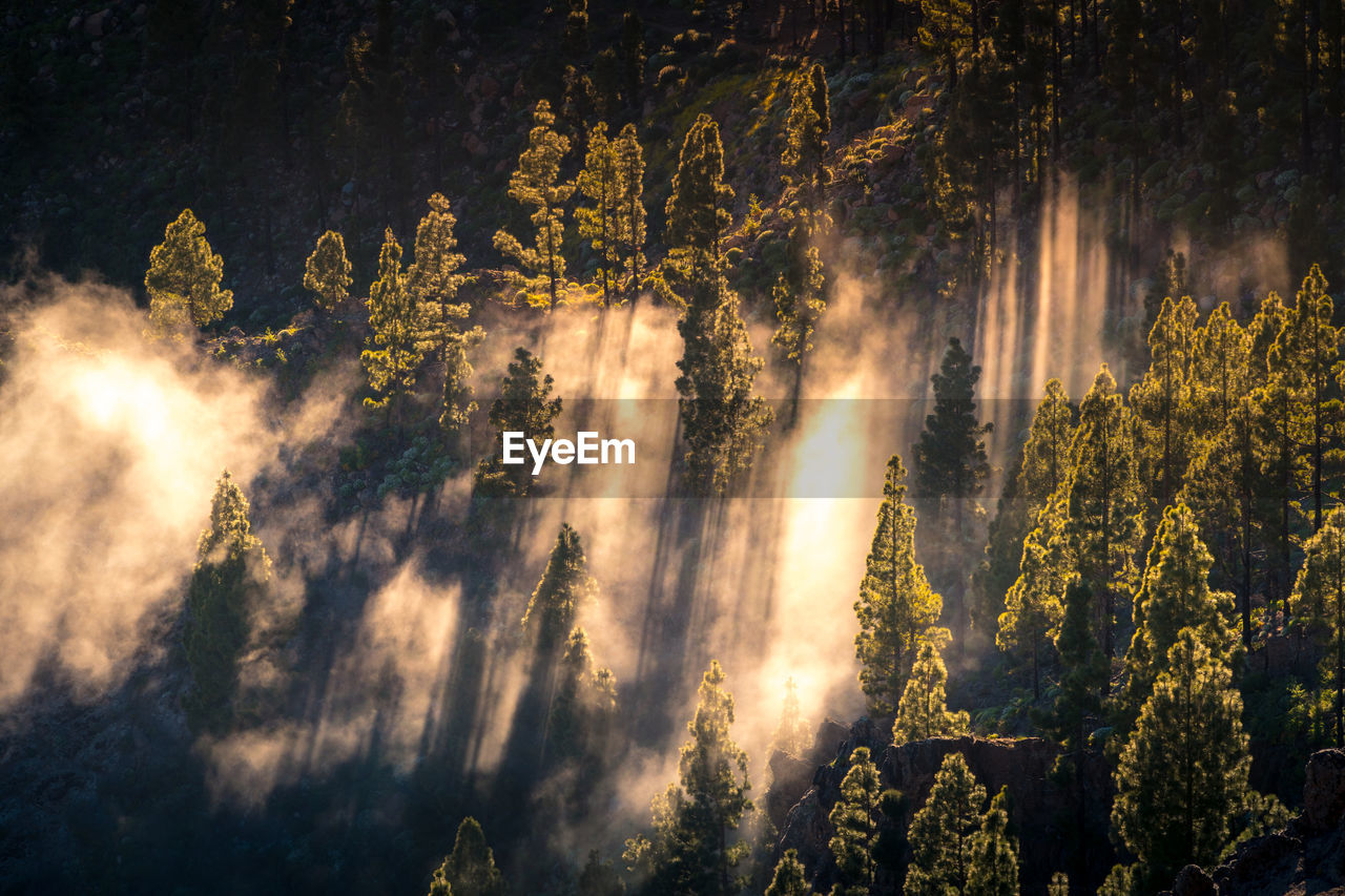 Drone view of cloud of mist floating amidst coniferous trees in sunlit woodland in morning on gran canaria island