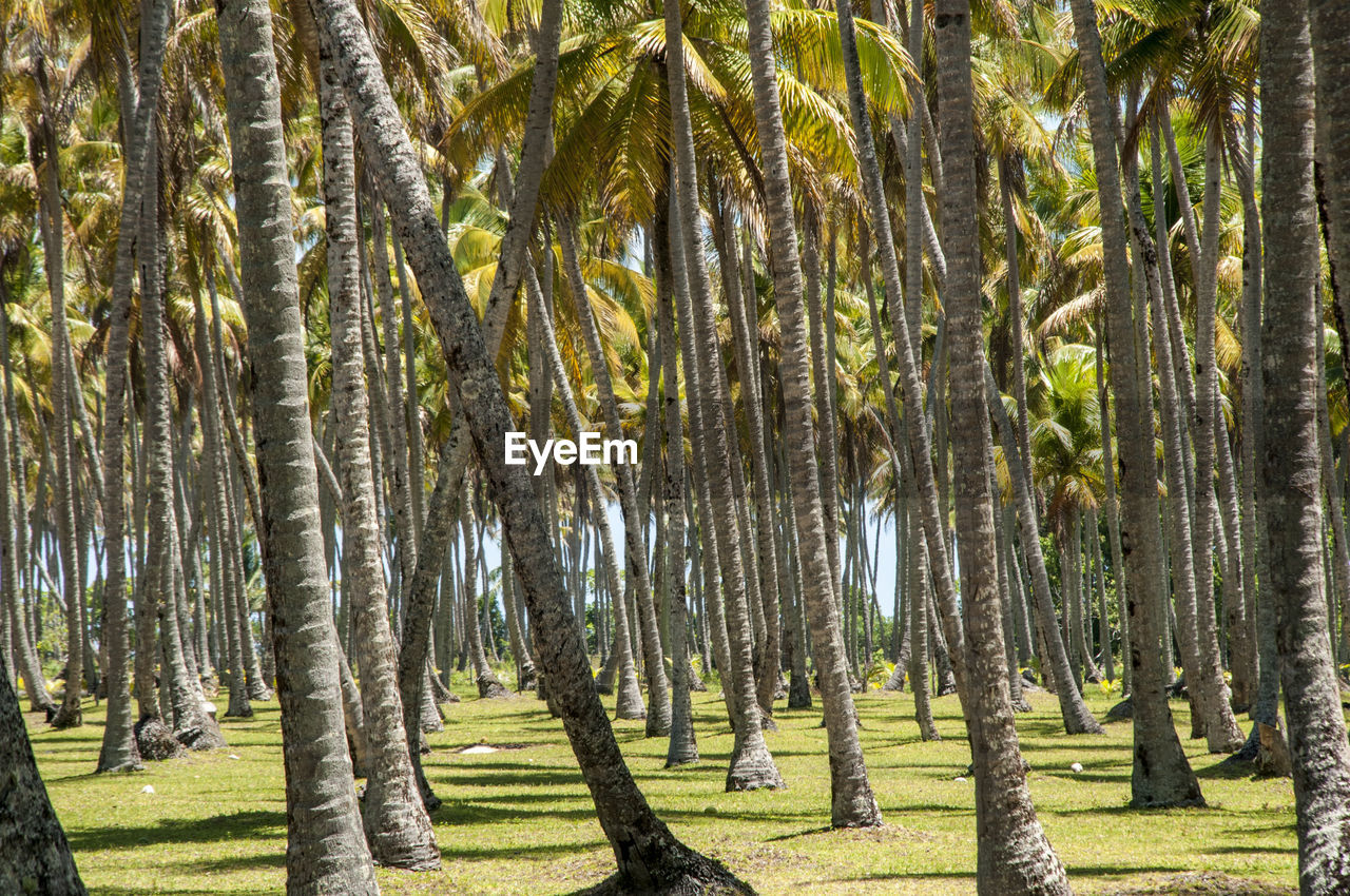 PANORAMIC VIEW OF TREES IN FOREST