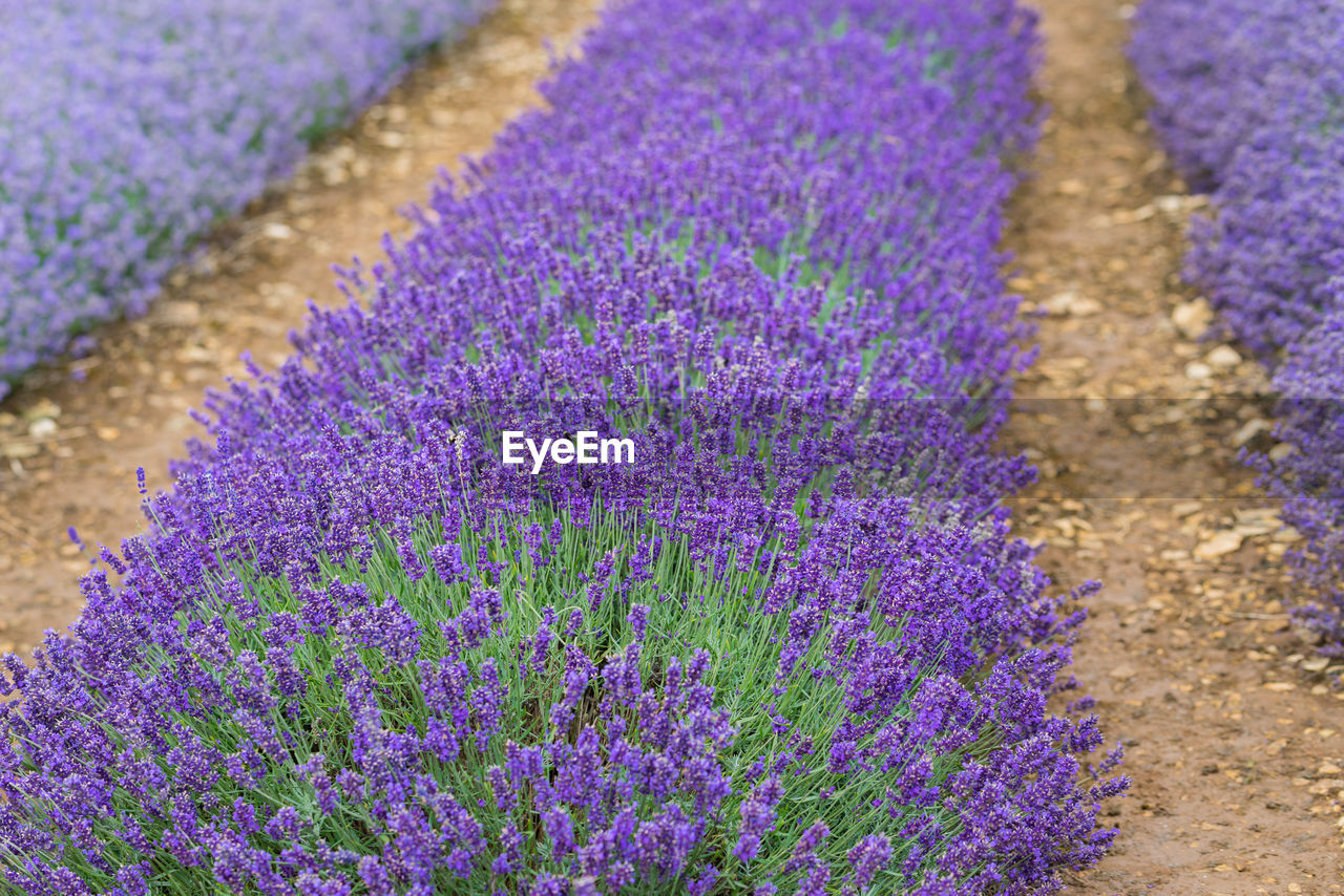 Close-up of purple crocus flowers on field