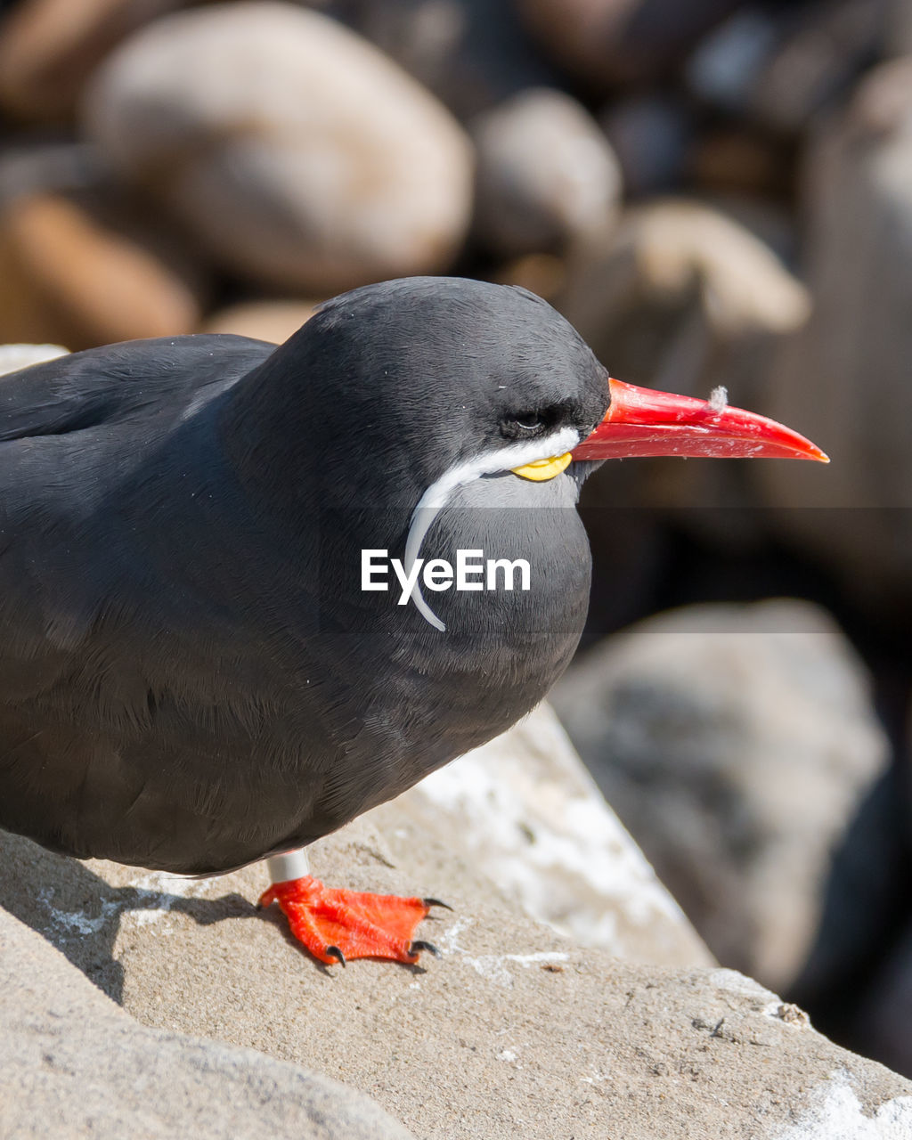 Close-up of inca tern perching on rock