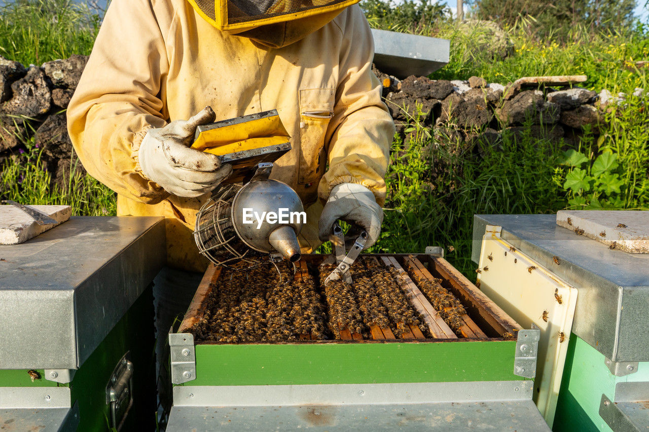 Beekeeper in protective suit inspecting a beehive using a smoker, 