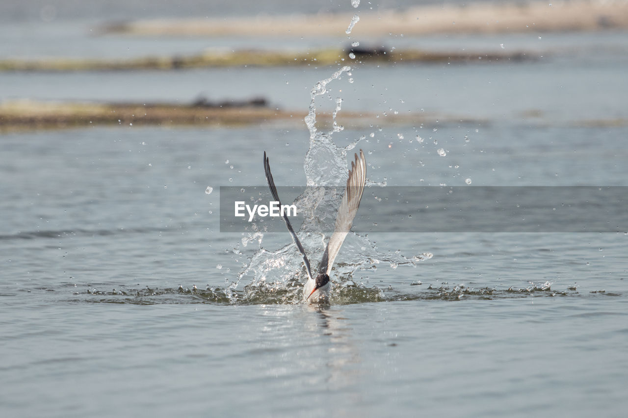 MAN SWIMMING IN WATER