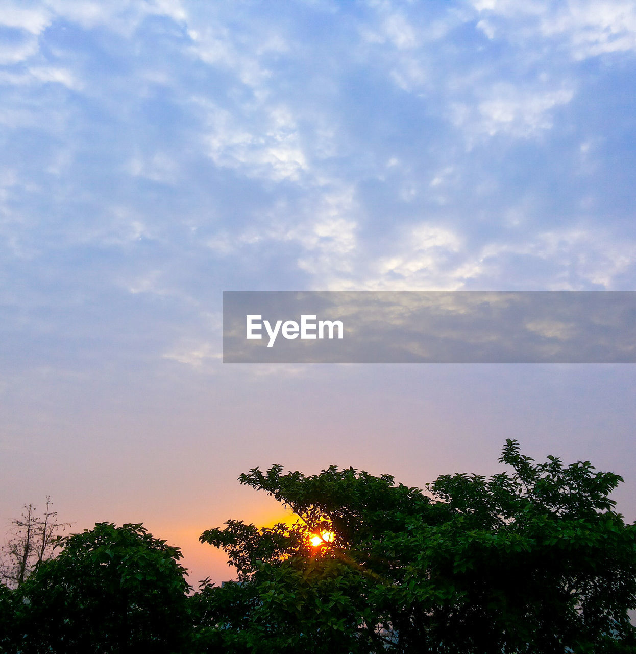 LOW ANGLE VIEW OF TREES AT SUNSET