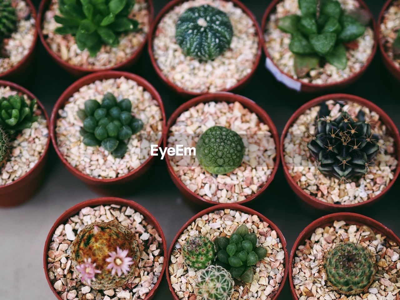 High angle view of various succulent plants on table